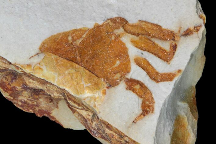 Bargain Fossil Pea Crab (Pinnixa) From California - Miocene #85308